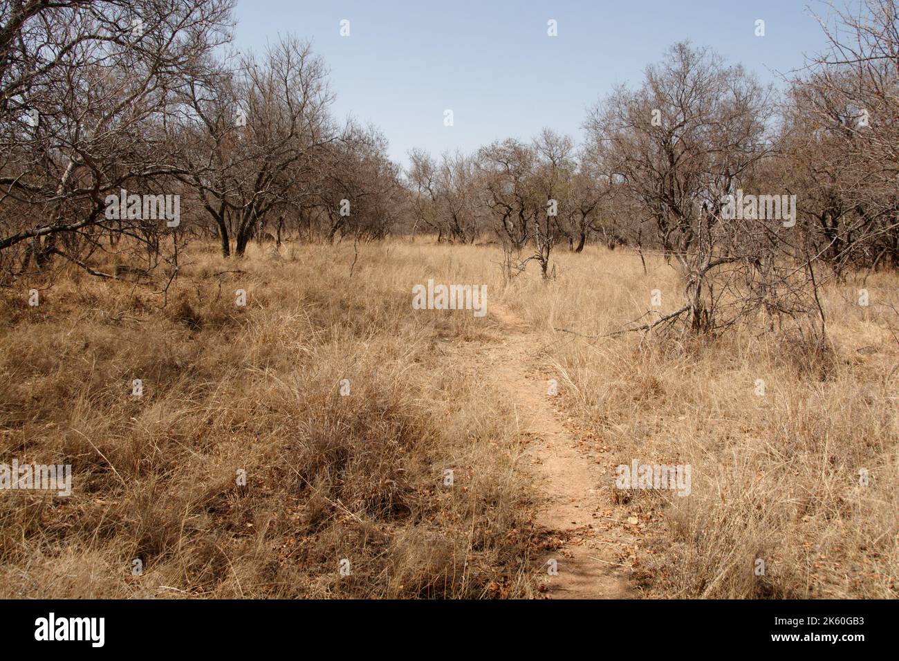 Bush Path leading through the dry Bush Veld in South Africa - a walk in the wild Stock Photo