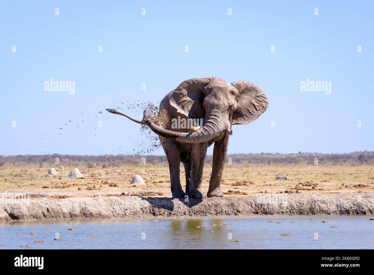 Elephant (Loxodonta africana) close-up drinking, animal isolated against sky backdrop. Nxai Pan, Botswana, Africa Stock Photo