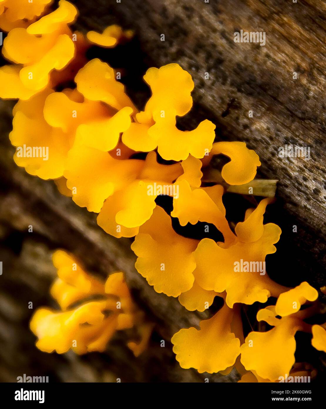 Group of bright yellow Witches' Butter fungi, tremella mesenterica, growing on dead log in subtropical rainforest in Queensland, Australia. Stock Photo