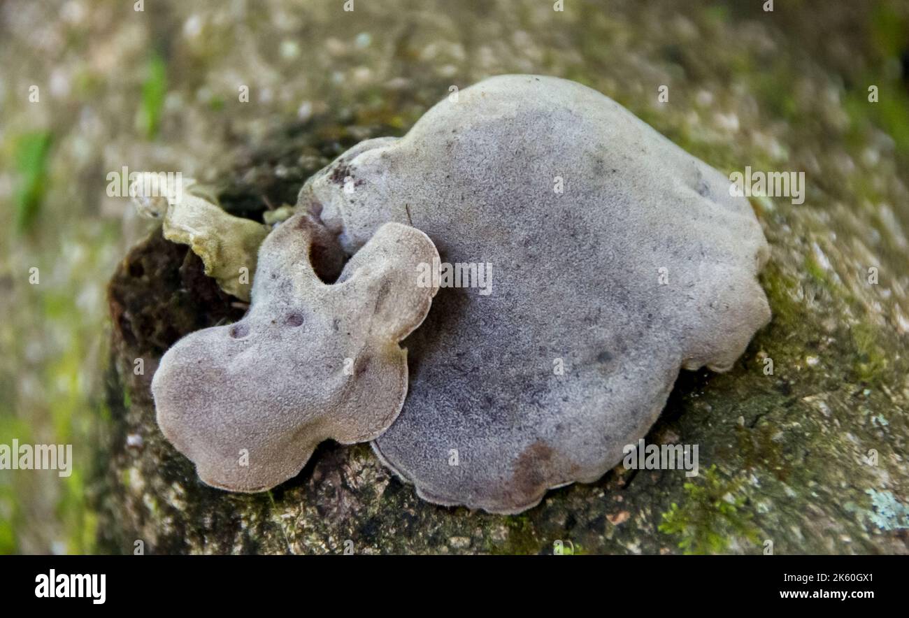 Australian Cloud Ear fungi, auricularia cornea, growing on dead wood in subtropical rainforest, Queensland. Hairy, greyish caps. Stock Photo