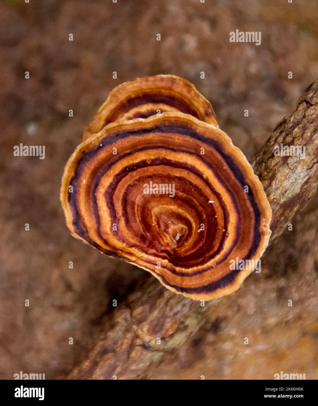 Banded funnel-shaped Australian fungi,Yellow-footed Polypore (microporus xanthopus) in subtropical rainforest in Queensland. Stock Photo