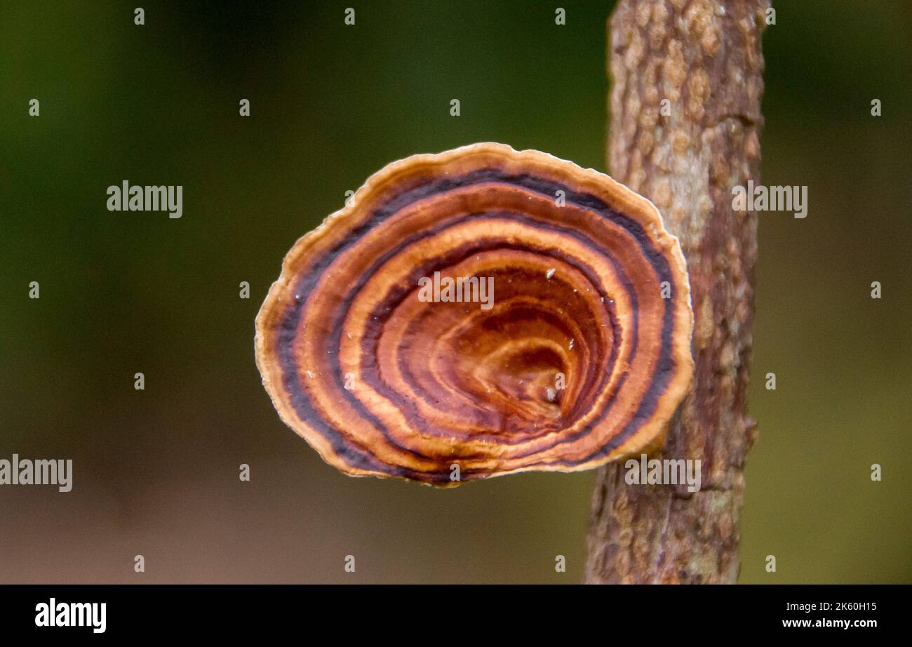 Banded funnel-shaped Australian fungus,Yellow-footed Polypore (microporus xanthopus) in subtropical rainforest in Queensland. Stock Photo
