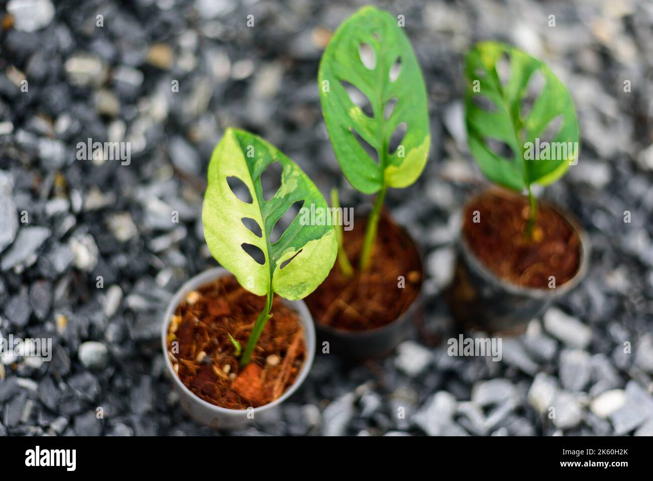 Monstera Acuminata Aurea Varigated in the pot - swiss cheese aurea  Varigated Stock Photo - Alamy