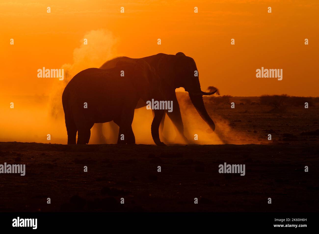 Beautiful african sunset with elephant outline hi-res stock photography ...
