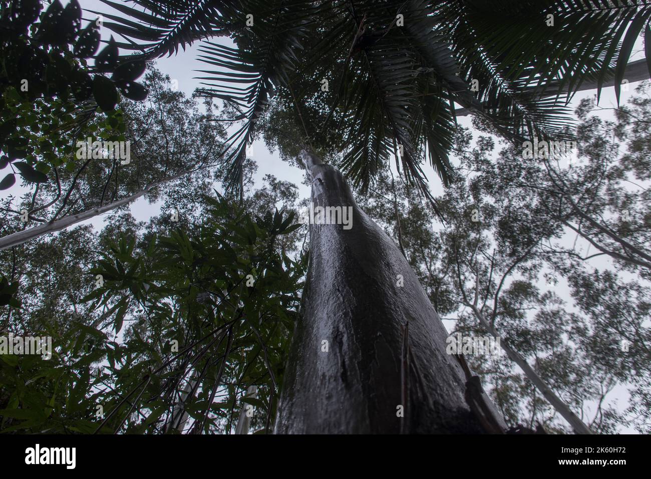 Canopy of subtropical rainforest in rain. Looking up shiny wet shiny tree trunk of eucalyptus grandis to grey misty sky. Queensland, Australia Stock Photo