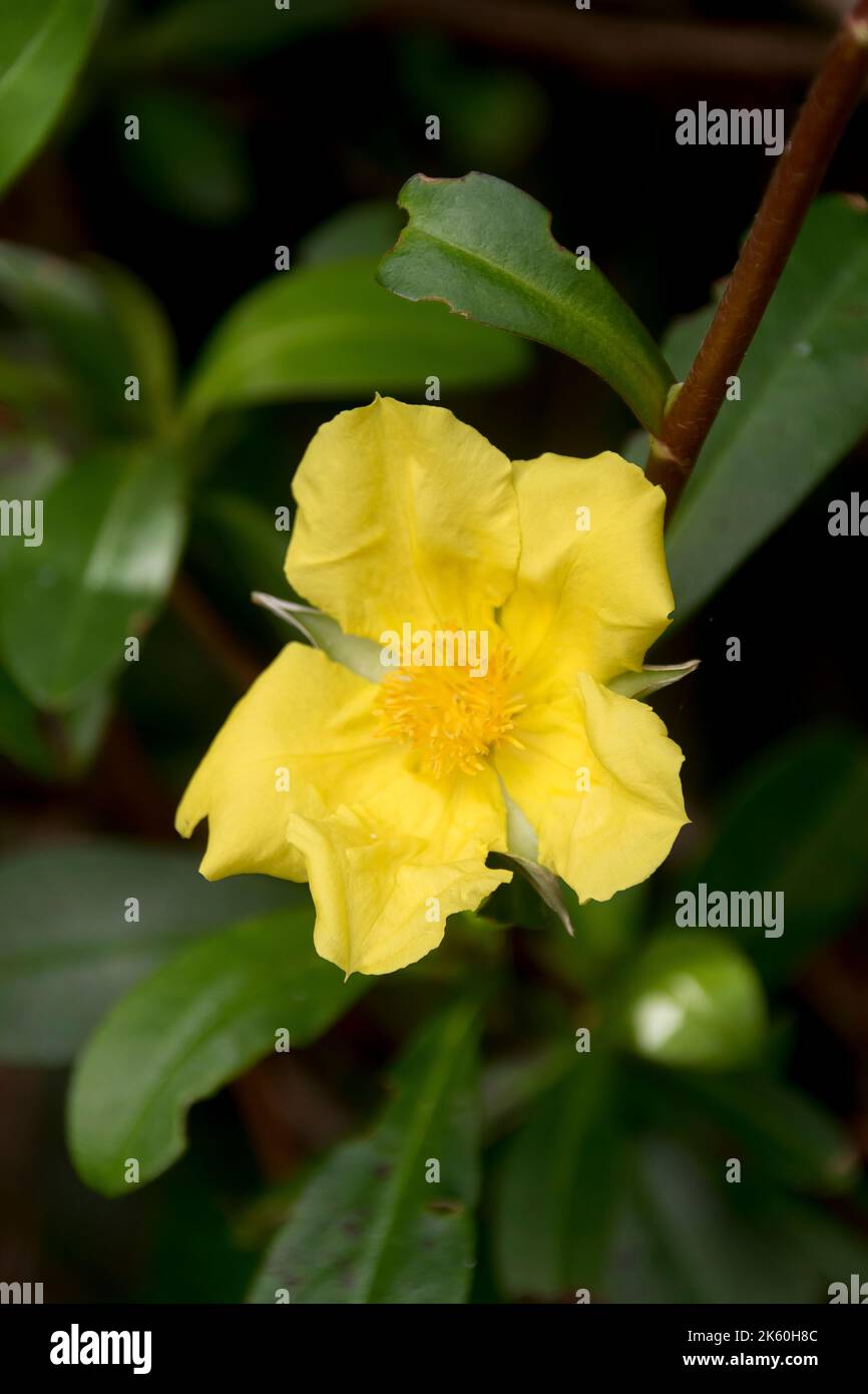 Single yellow flower of Australian Snake Vine, Hibbertia scandens, on edge of lowland subtropical rainforest in Queensland, in spring. Bush medicine. Stock Photo