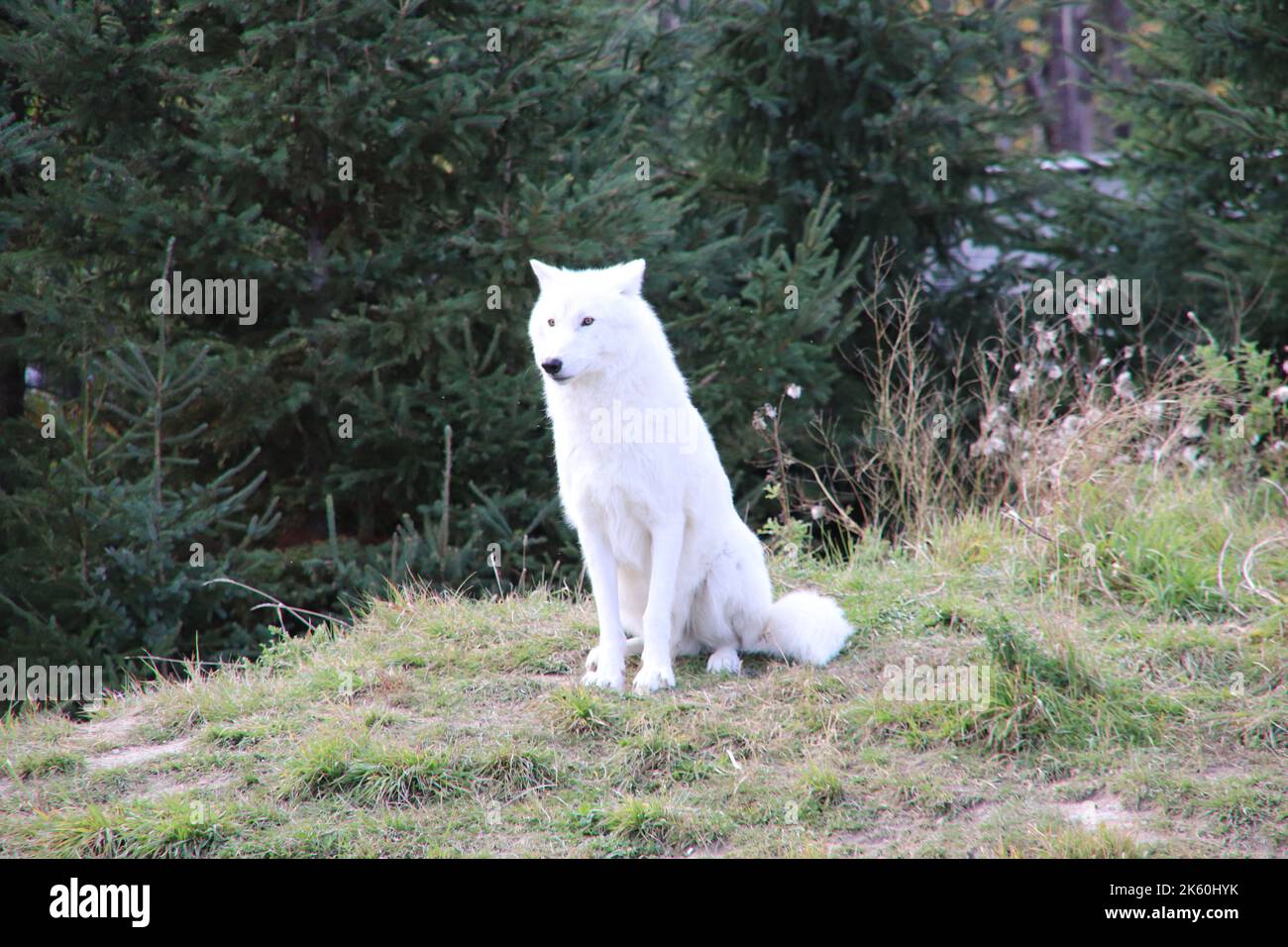 Canadian arctic white wolf in the zoo Stock Photo