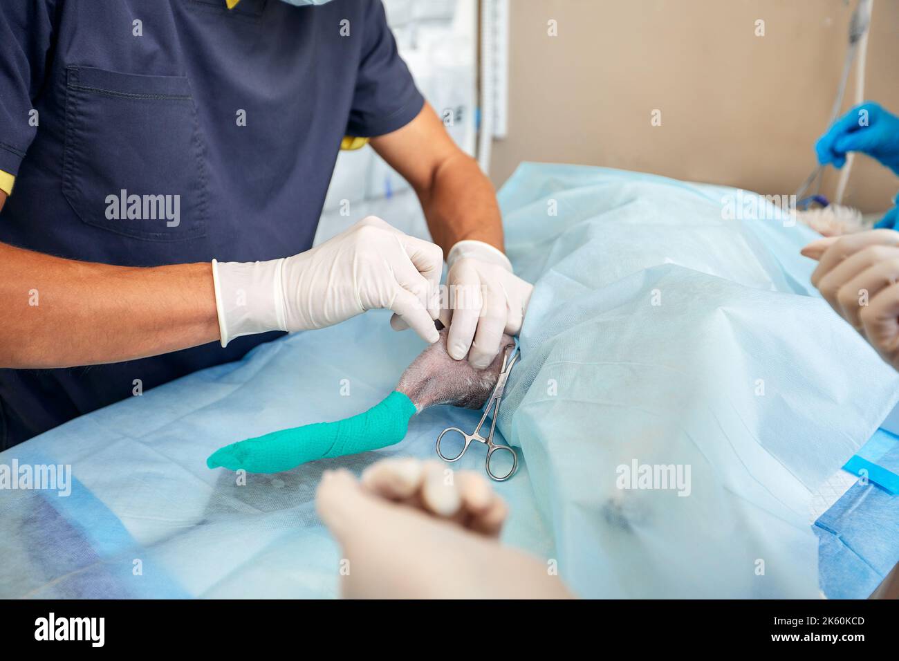 veterinary medical team performing an operation. spaying and neutering
