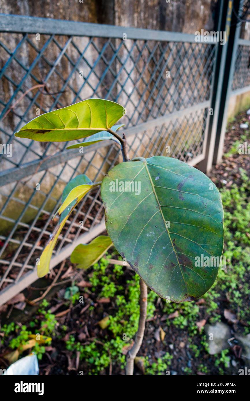 Fig leaf campaign hires stock photography and images Alamy