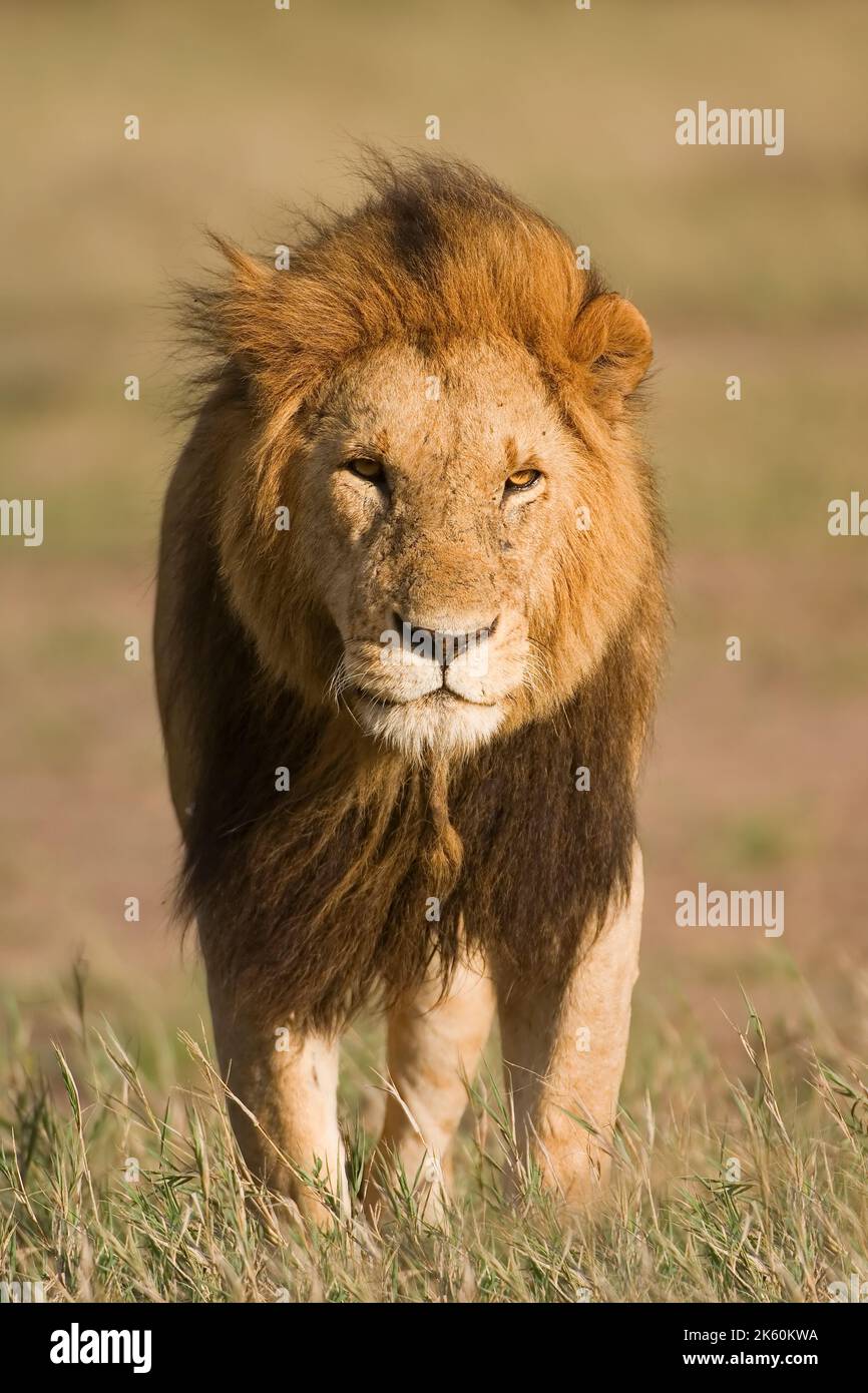 Lion, Panthera leo, Masai Mara, Kenya Stock Photo - Alamy