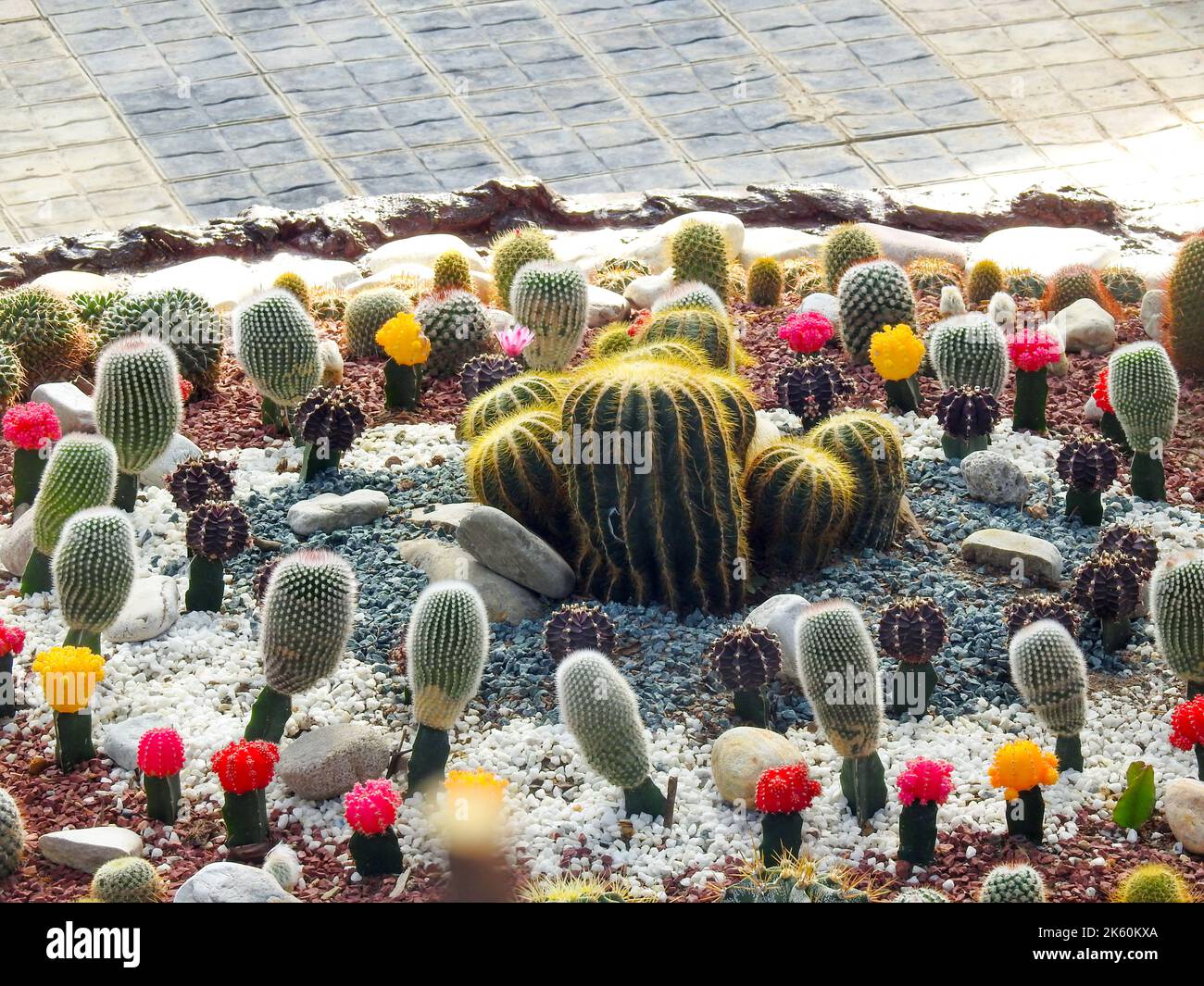 A variety of echinopsis cactus growing at Malsi Dehradun city zoo. Uttarakhand India Stock Photo