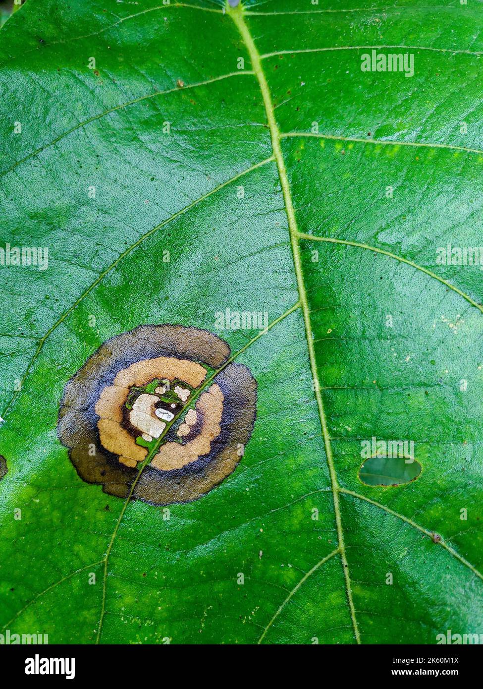 Plant diseases. Leaf spot caused by Colletotrichum species. Typical symptoms, appearing as