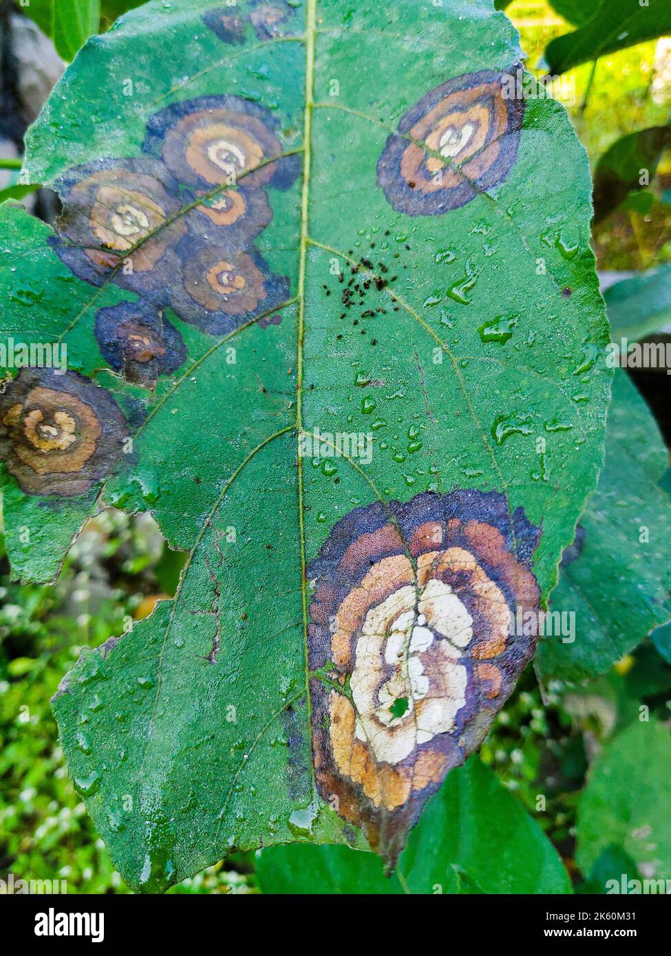 Plant diseases. Leaf spot caused by Colletotrichum species. Typical symptoms, appearing as circular or ovoid, sunken, and brown lesions with a yellow Stock Photo