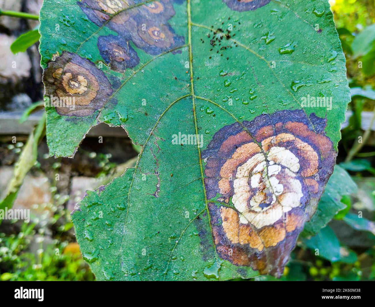 Plant diseases. Leaf spot caused by Colletotrichum species. Typical symptoms, appearing as circular or ovoid, sunken, and brown lesions with a yellow Stock Photo