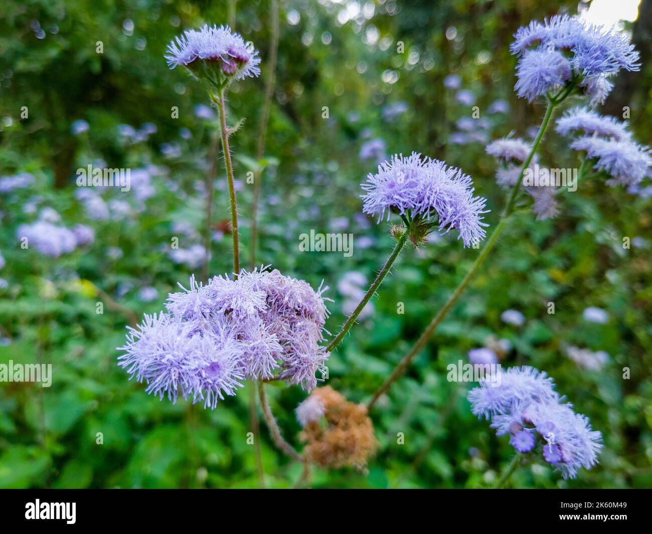 Ageratum houstonianum, commonly known as flossflower, bluemink, blueweed, pussy  foot or Mexican paintbrush, is a cool-season annual plant often grown Stock  Photo - Alamy
