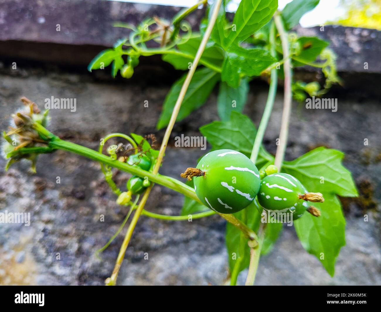 Fruits and leacves of Diplocyclos palmatus, a vine in the family Cucurbitaceae. Commonly known as native bryony or striped cucumber. Uttarakhand India Stock Photo