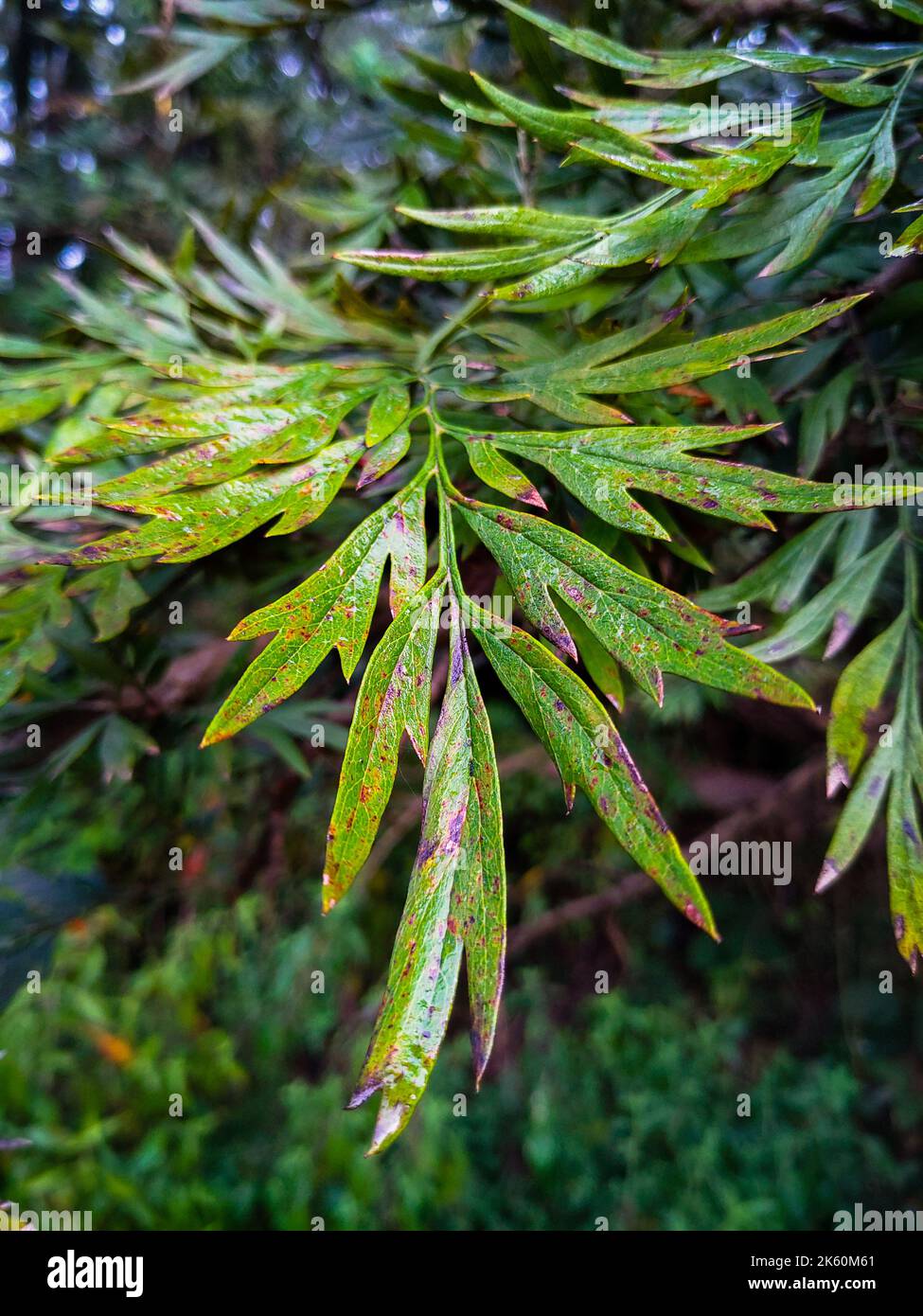 Close up shot of a leaf of Grevillea robusta, commonly known as the southern silky oak. Uttarakhand India Stock Photo