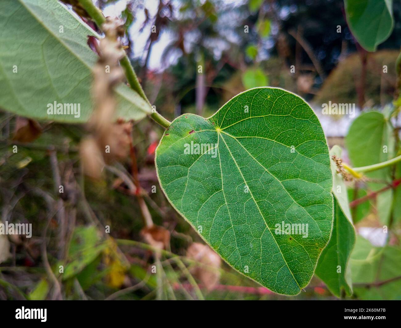 A close up shot of a green leaf with visible vein system. Veins are composed of xylem and phloem cells. uttarakhand India. Stock Photo