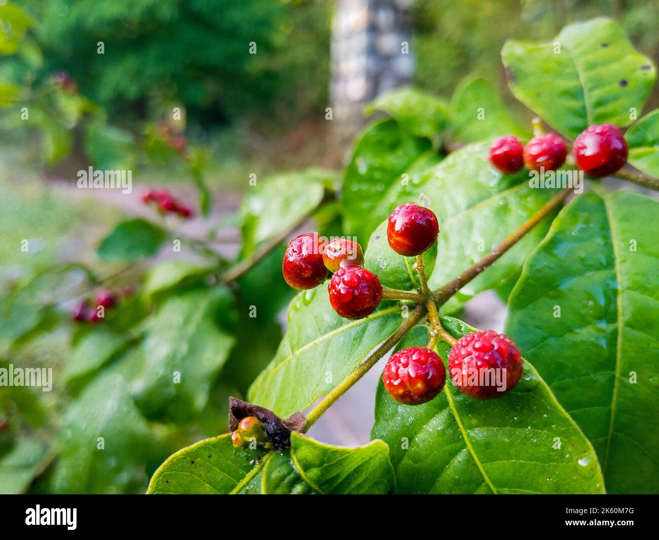 Fruits and leaves of Rauvolfia tetraphylla, commonly known as the be still tree or devil-pepper. Uttarakhand India. Stock Photo