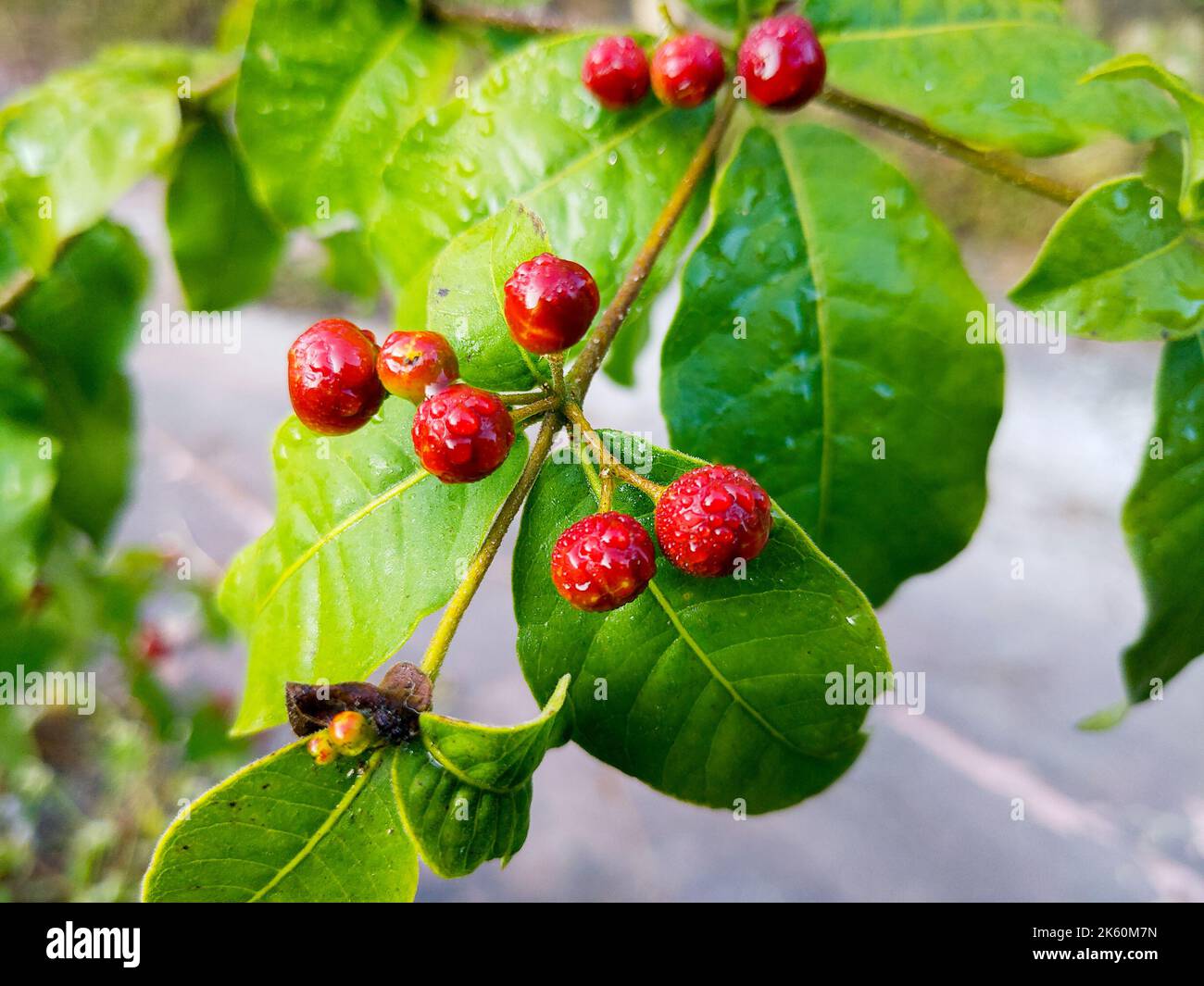 Fruits and leaves of Rauvolfia tetraphylla, commonly known as the be still tree or devil-pepper. Uttarakhand India. Stock Photo