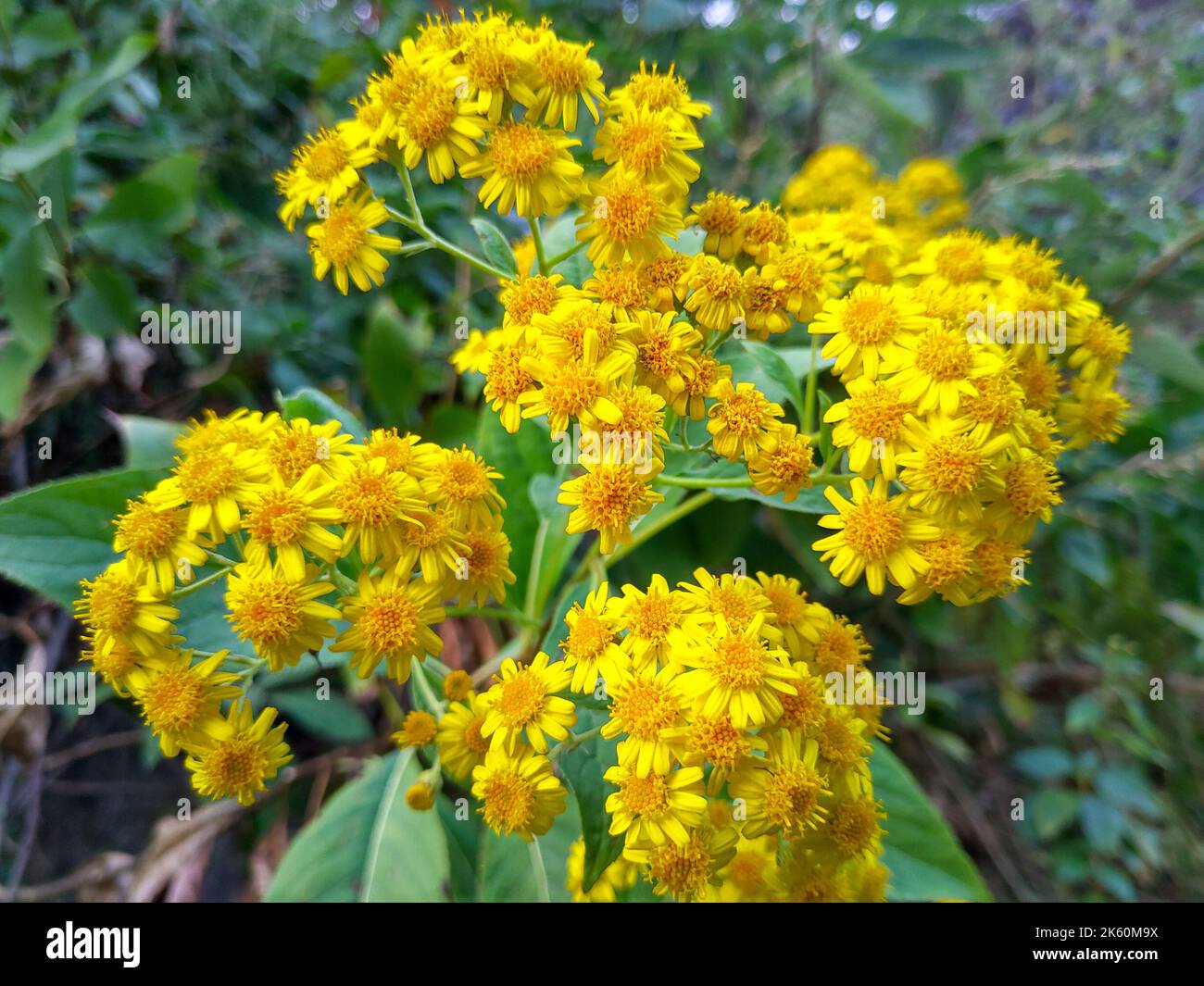 Close up shot of flowers of Indian Chrysanthemum indicum. Wild flowers