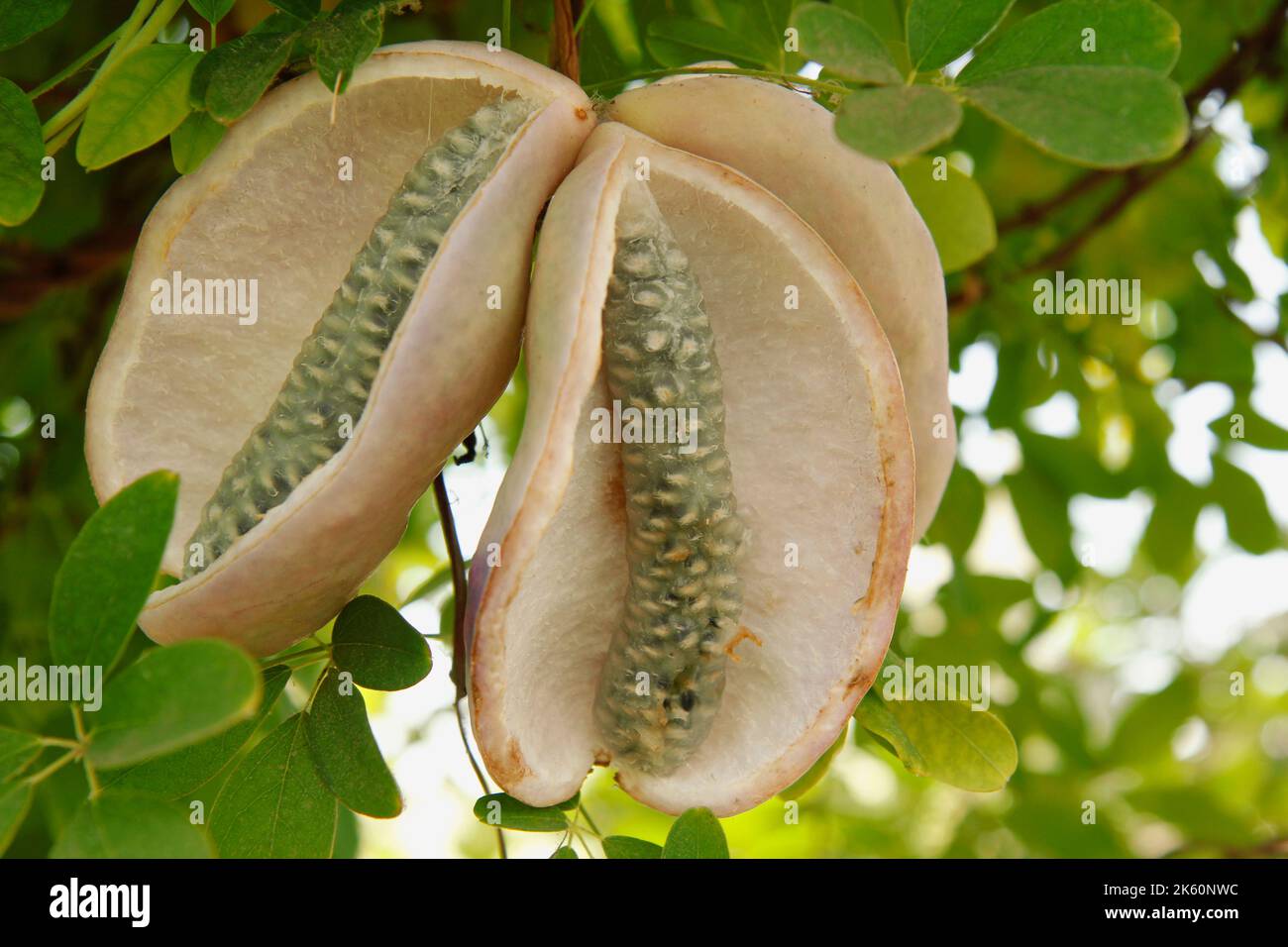 Chocolate vine. Akebia quinata. Edible tropical fruit Stock Photo Alamy