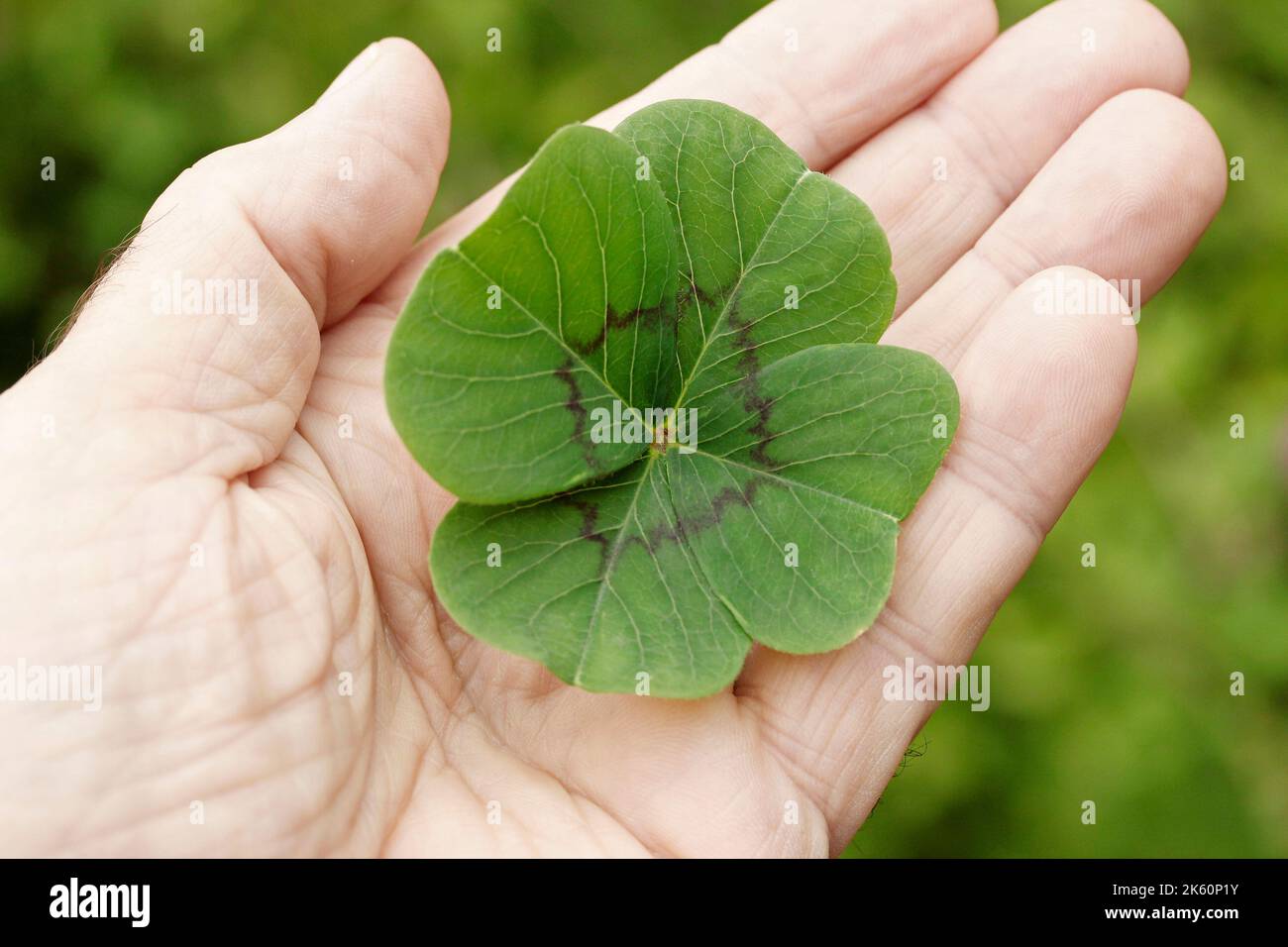 Four leaf Clover Stock Photo Alamy