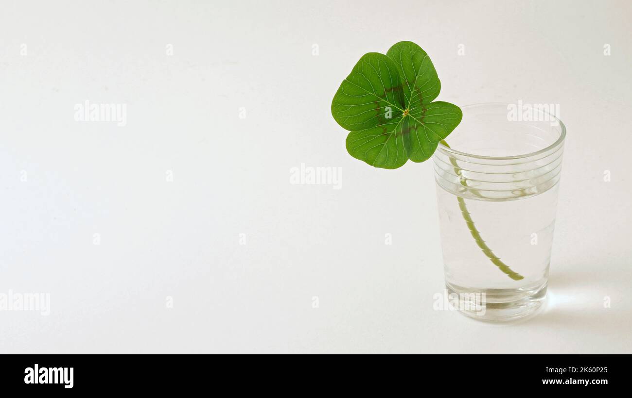 Four leaf clover. Stock Photo