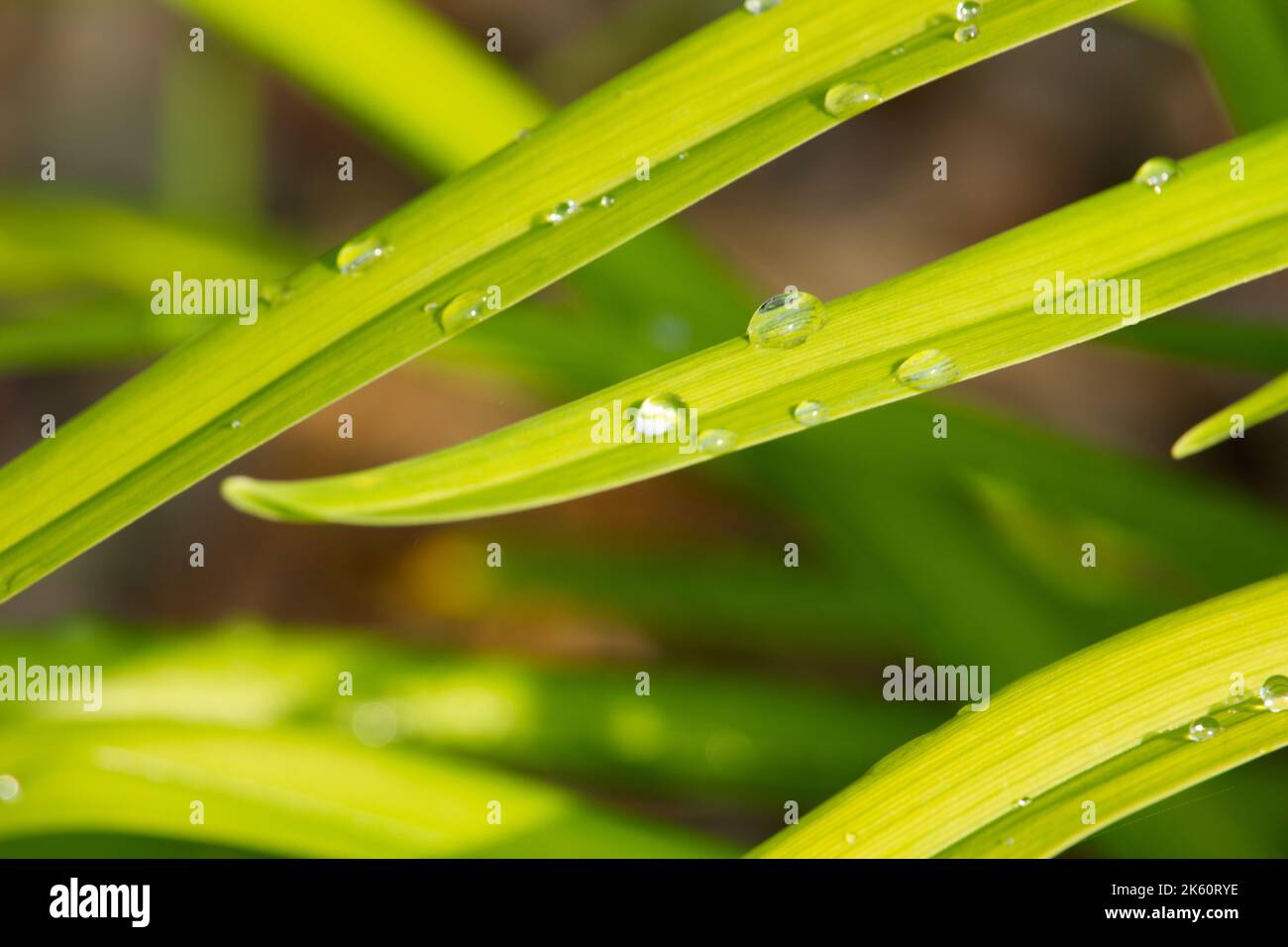 A selective focus of a green Cymbopogon martinii with water drops on blurred background Stock Photo