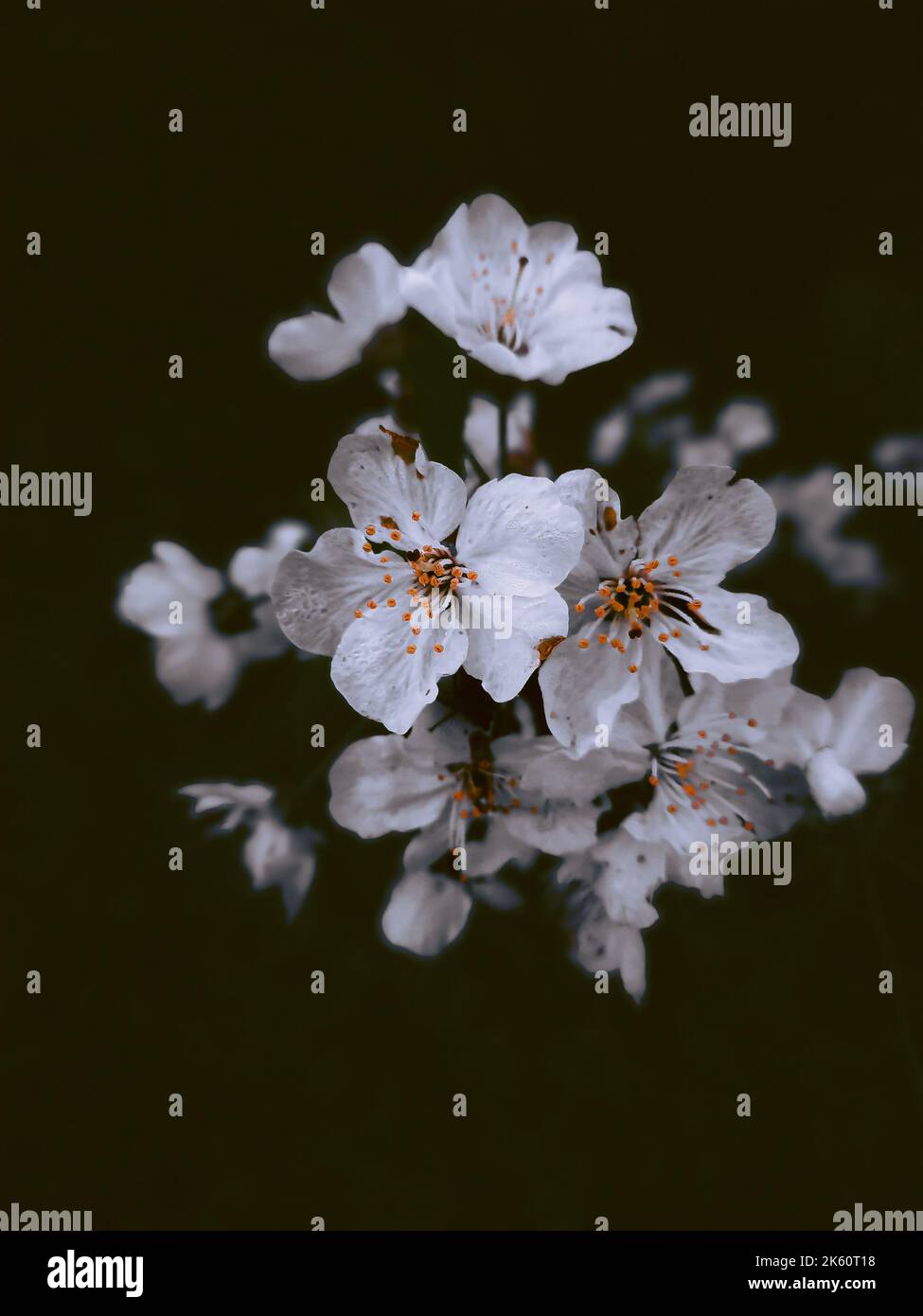 A vertical of cherry blossom in macro mode on the black background ...