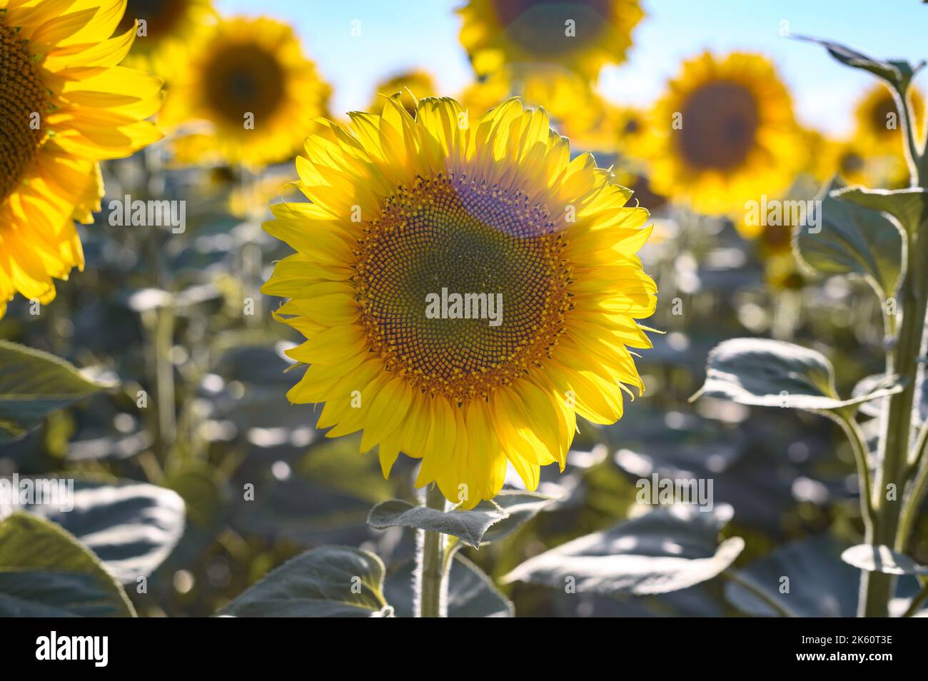 Close up sunflower in the field with blue sky Stock Photo - Alamy