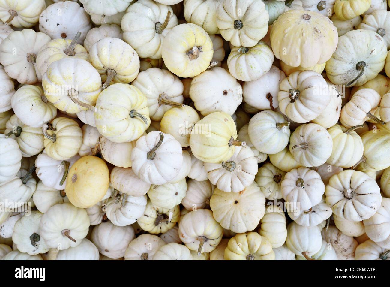 Top view of many small white Baby Boo pumpkins Stock Photo