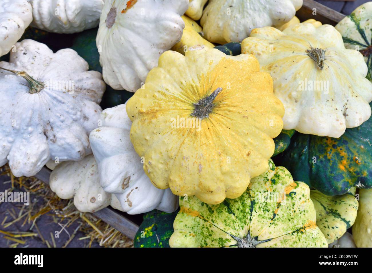 Yellow Pattypan summer squash with round and shallow shape and scalloped edges Stock Photo Alamy