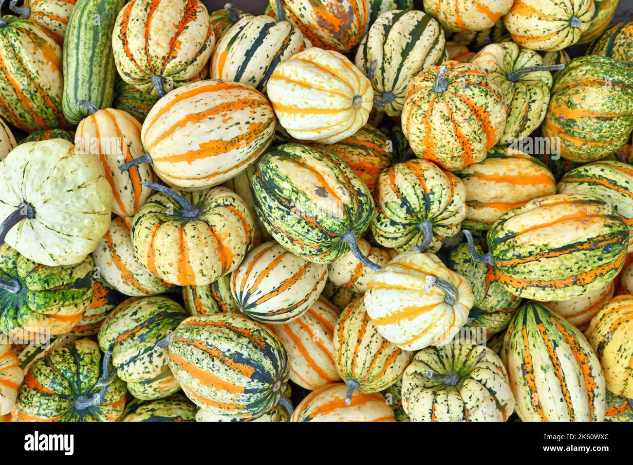 Top view many colorful striped Acorn, Carnival and Delicata squashes Stock Photo