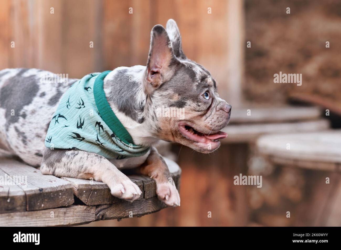 French Bulldog dog with blue neckerchief lying down between wooden industrial cable drums Stock Photo