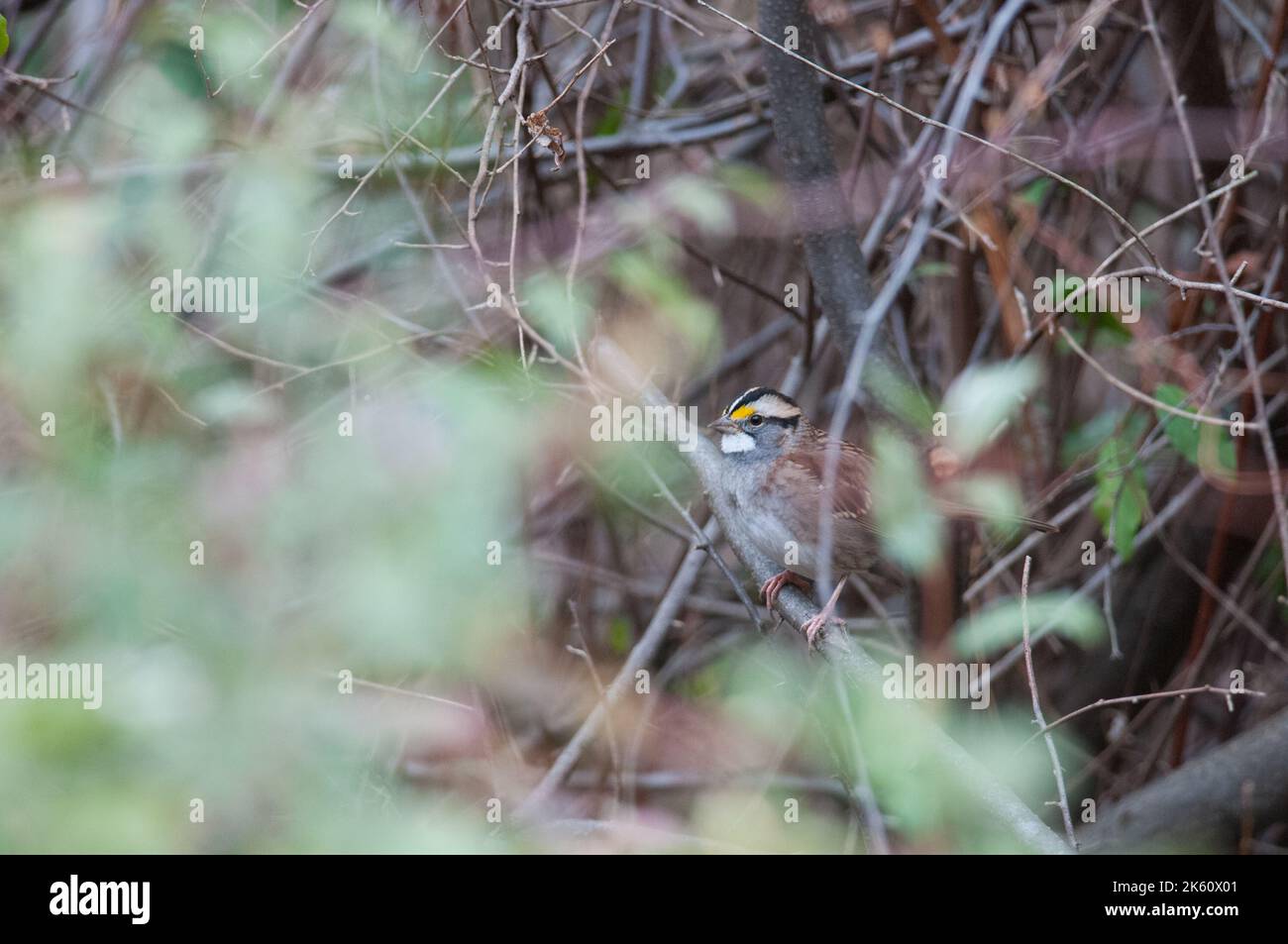 White-Throated Sparrow hiding in a bush in NY Stock Photo