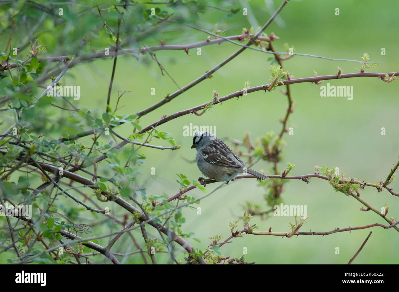 White-Crowned Sparrow perched on a small branch during spring in NY Stock Photo