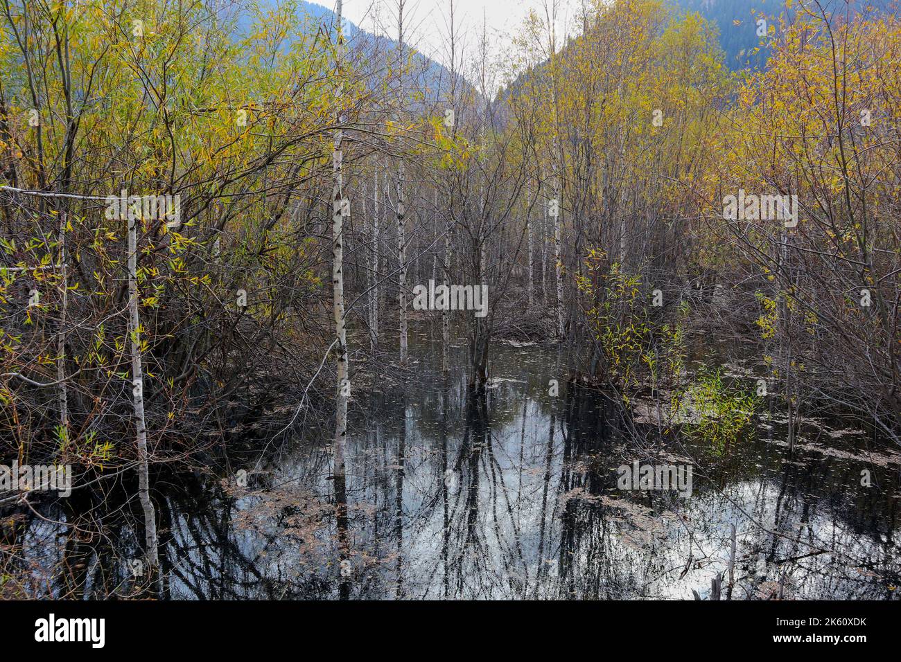 flooded forest. trees in the water in the forest Stock Photo