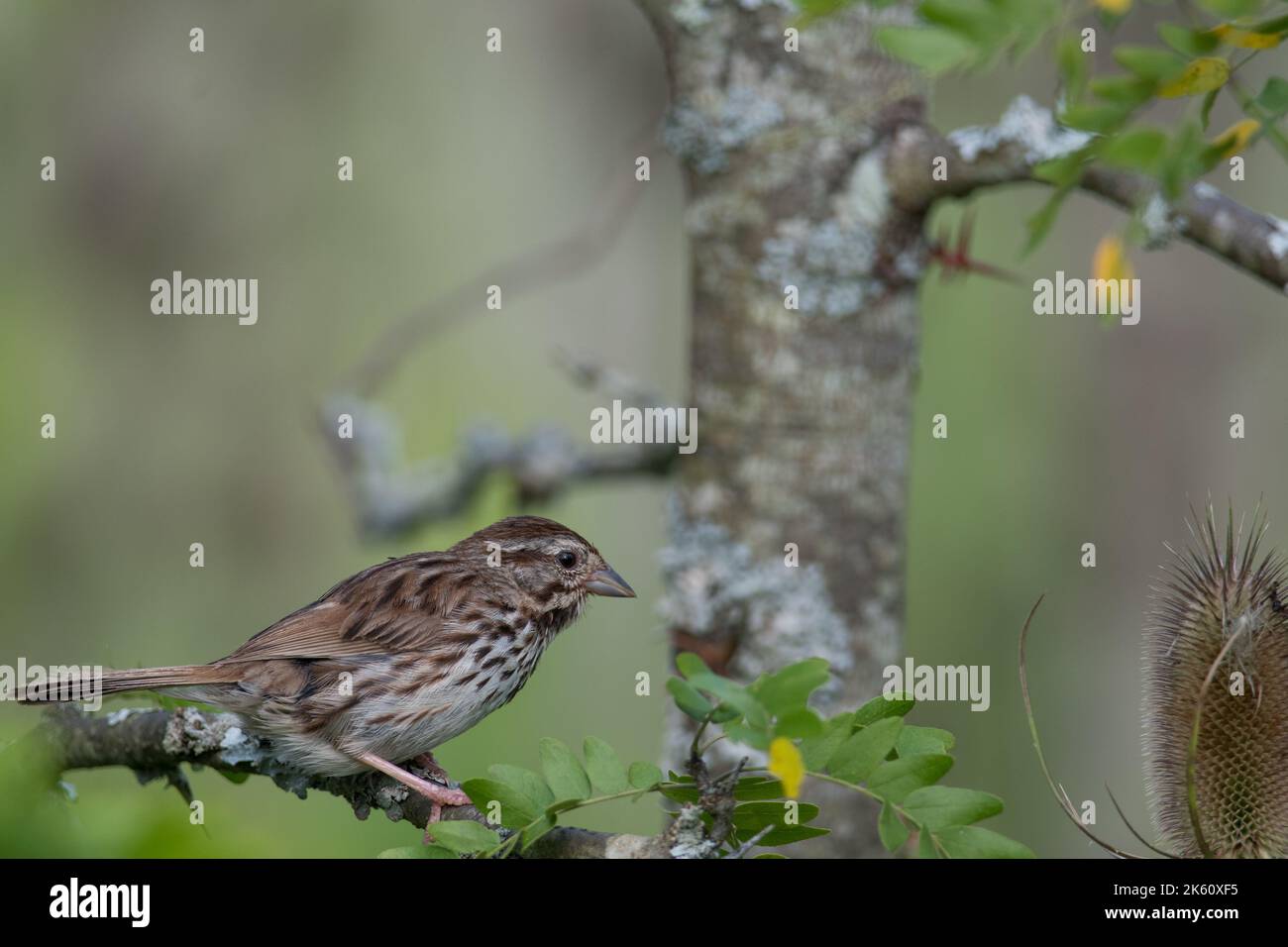 Song Sparrow at Sperr Park in New York Stock Photo