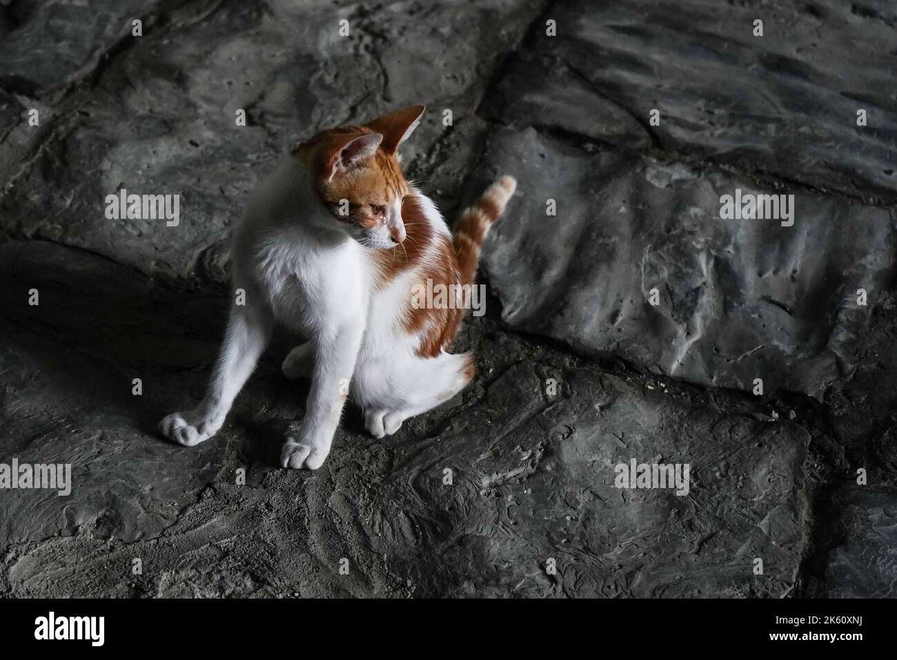 sad cat with tears sitting on dark grey stone floor Stock Photo Alamy