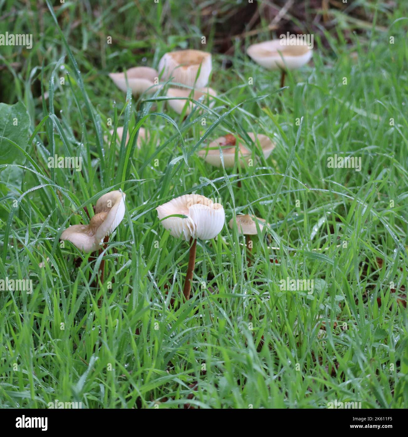 Fairy ring mushroom hires stock photography and images Alamy