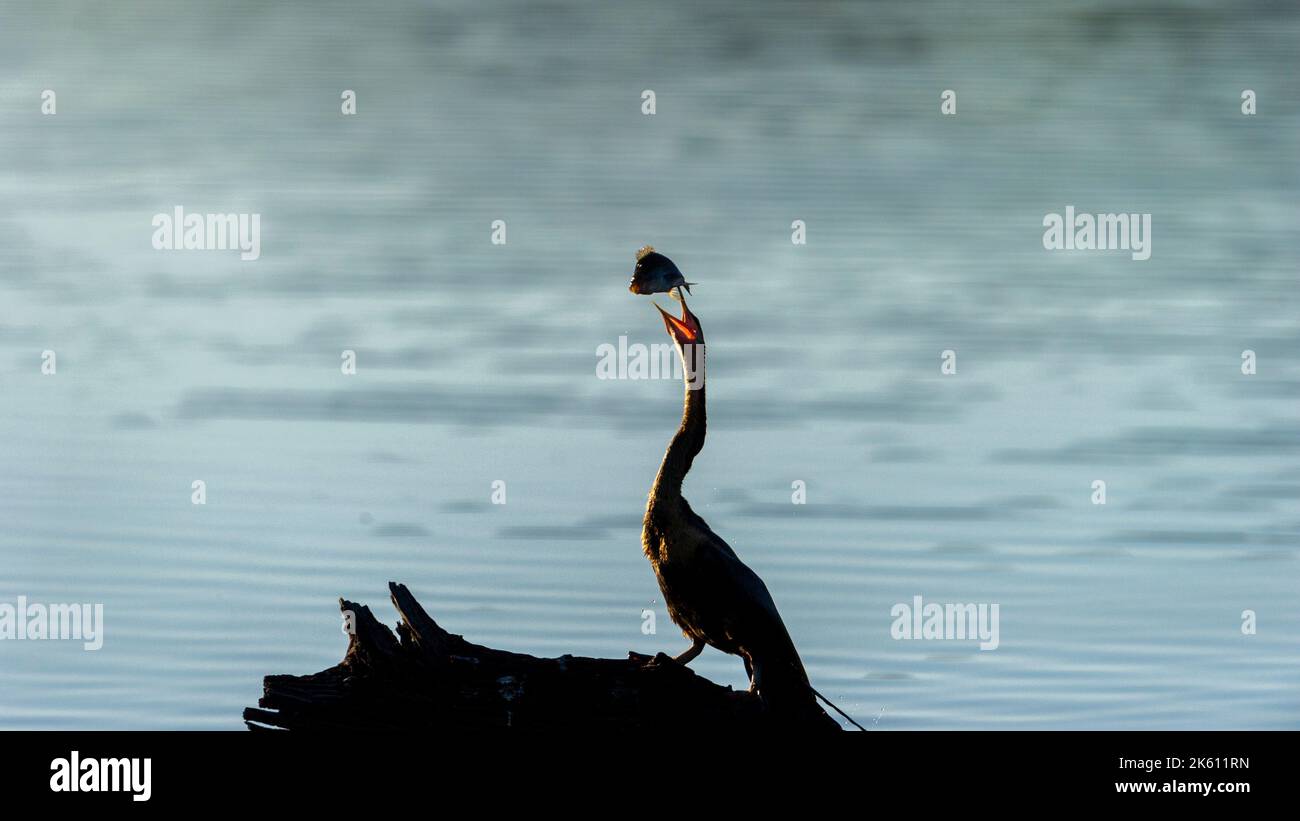 African Darter ( Anhinga rufa) Pilanesberg Nature Reserve, South Africa ...