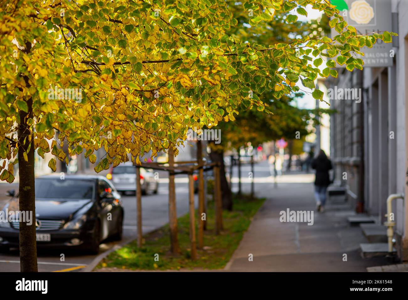 Yellow autumn leaves on the tree falling on the sidewalk Stock Photo
