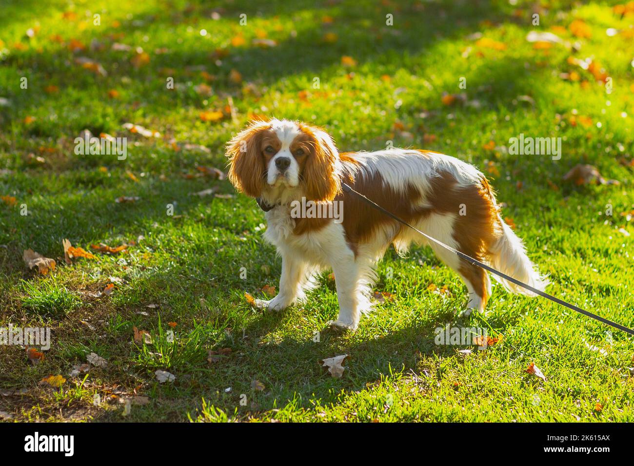 Cavalier king charles spaniel dog on a leash in park in autumn Stock