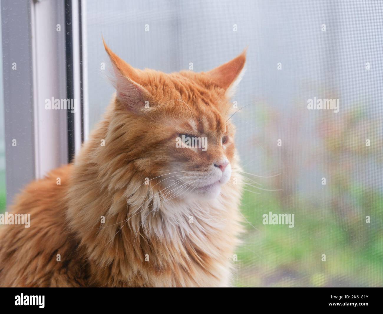 A red maine coon cat looking through a window. Close up. Stock Photo