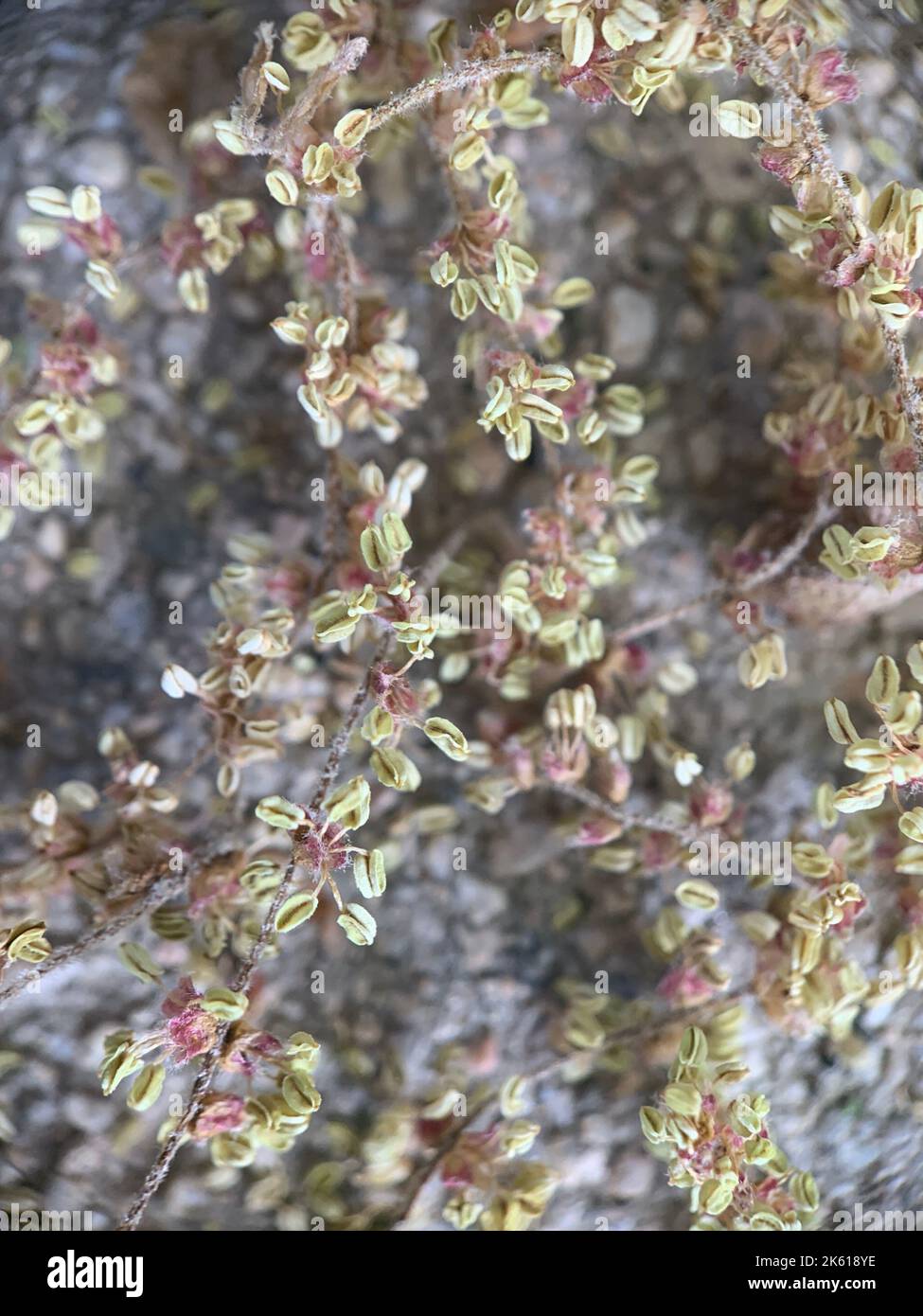 A vertical closeup of dried thyrse sorrel, Rumex thyrsiflorus on rocks Stock Photo