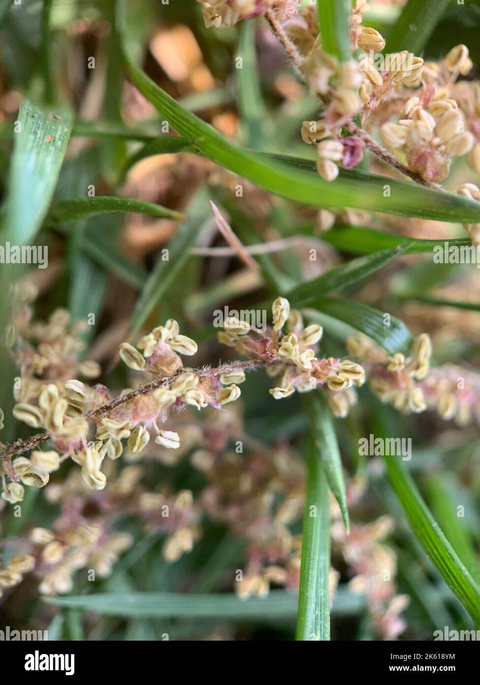 A vertical closeup of dried thyrse sorrel, Rumex thyrsiflorus in grass Stock Photo