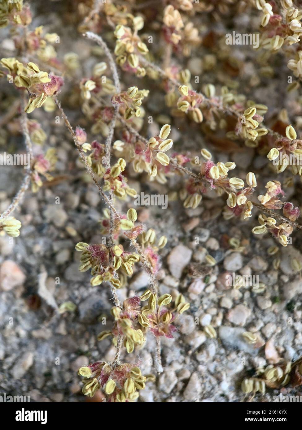 A vertical closeup of dried thyrse sorrel, Rumex thyrsiflorus on rocks Stock Photo