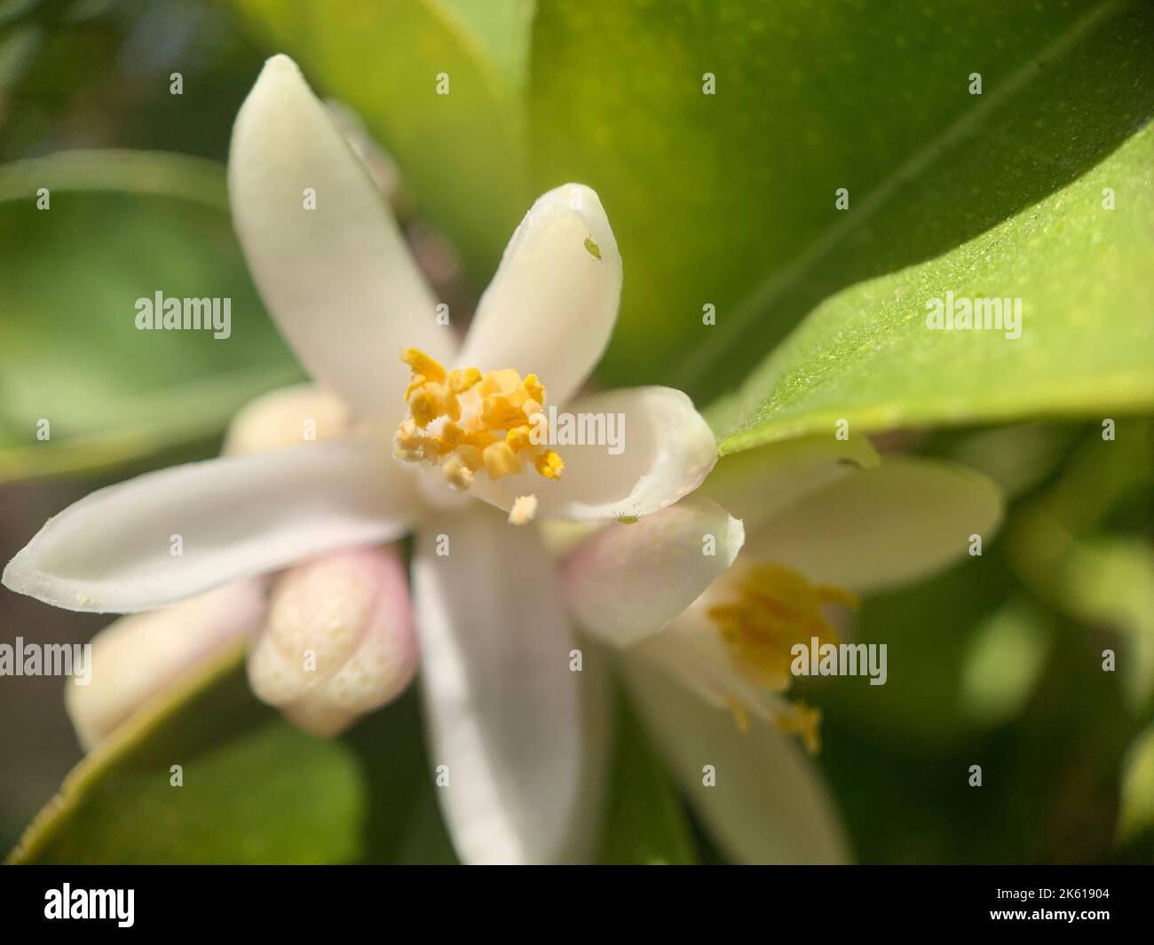 A closeup of an orange jasmine, Murraya paniculata Stock Photo