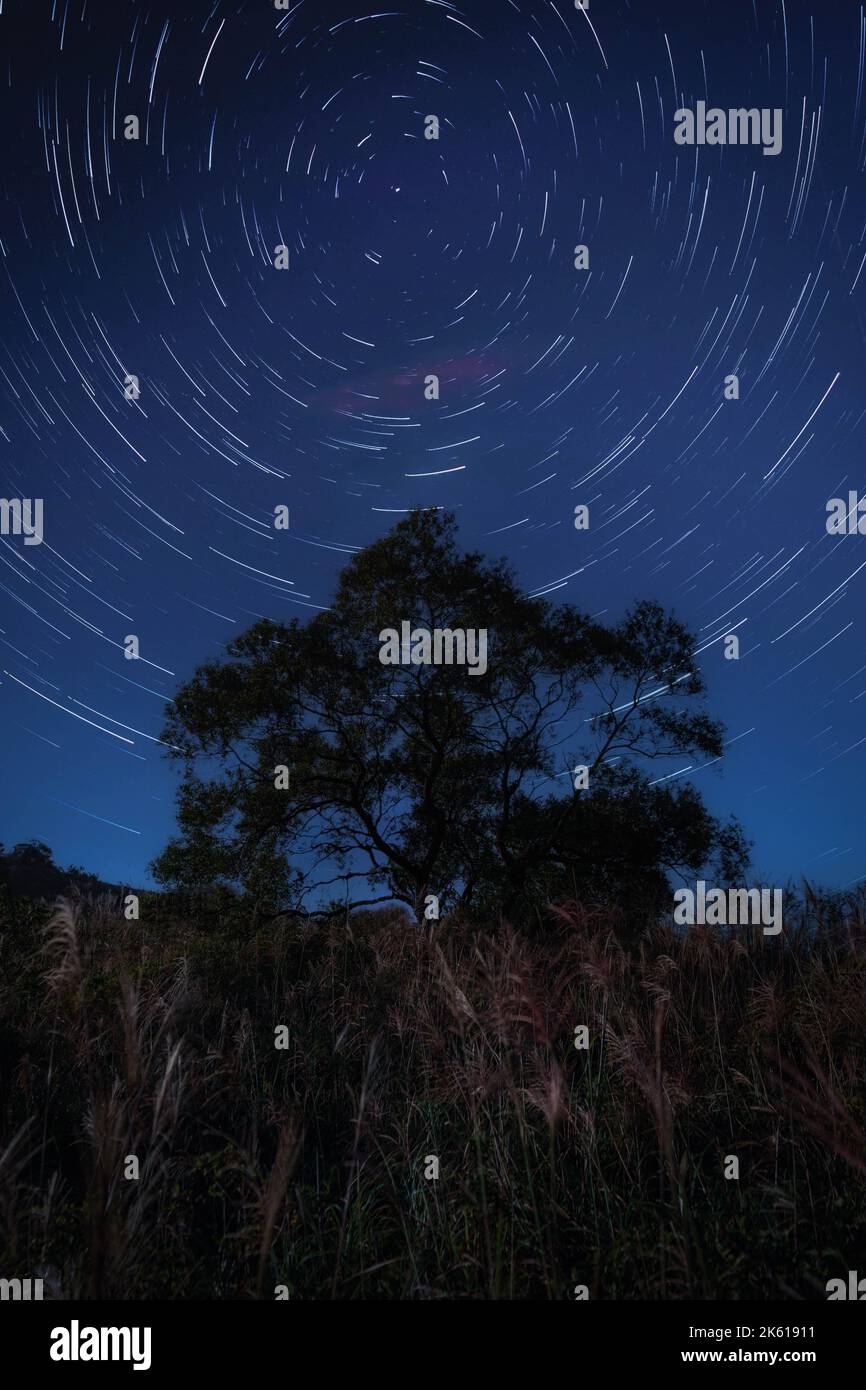 A vertical long exposure of a starry sky and a tree Stock Photo - Alamy